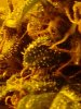 PV#3 trichs as of 09-17 turning amber..jpg