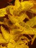 The Purps trichs. 09-17.jpg