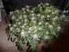 bubba kush harvest 9 21 2013 013.jpg