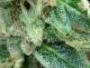 Critical2 trichs Sep 24 - 4.jpg