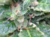 WW trichs Sep 24.jpg