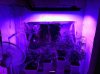 Grow Room 024.jpg