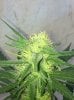 week7flower (4).jpg