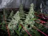 jack herer wf 60 day flower 008.jpg