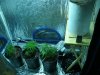 Grow Tent  3.jpg