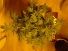 Afghan Kush x Yumbolt after LST. flowering. 09-26.jpg