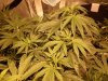 White88G13Hashplant.jpg