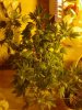 Berry Bomb pollinated x GDP. 10-03..jpg