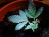 Silver Bullet. deformed from seedling. fem-veg. 10-04.jpg