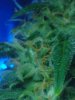 Closeup of AK-49 (auto) 10-04.jpg