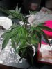 4th generation Purple OG#18. vegging. getting transplanted now.. 10-04.jpg