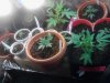 11 strains. small homemade veg tent. 8x3 waredrobe closet..jpg