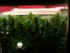 Blueberry Skunk day28 001.jpg