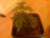 29 Days - Plant 1 Shot 2.jpg