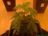 29 Days - Plant 2 Shot 2.jpg