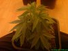 29 Days - Plant 3 Shot 1.jpg