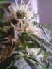 Berry Bomb start of week 2 flower. pollinated x GDP. 10-05.jpg