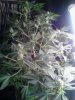 Afghan Kush x Yumbolt & Berry Bomb flowering. end of 1st week. 10-05.jpg