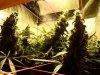 jack herer 65 day flower 015.jpg