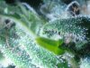 Trichs on PV#2. 10-06.jpg