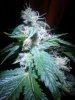 Purple Voodoo#2 (pink pheno) 10-06.jpg