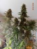 2nd grow 010.jpg