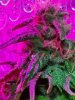 PV#2 (pink pheno) 10-09.jpg