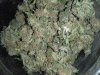 Air Cure_Sativa_jarred_October 6_2013.jpg