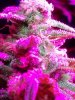 PV#2 (pink pheno) 10-11.jpg