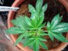 Northern Light Blue. veg 10-11.jpg