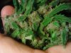 Handfull of goodness! PV#2 10-12.jpg