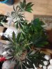 Bluecheese. flowering 21 days flowering. 10-13.jpg