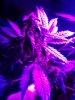 Berry Bomb day 22. 10-13.jpg