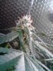 Afghan. 10-13 22 days flowering..jpg