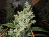 jack herer  75 dayz flower 007.jpg