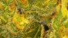 jack herer  75 dayz flower 020.jpg