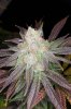 CognacKush4_Day48_Harvest-9.jpg