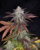 CognacKush4_Day48_Harvest-2.jpg