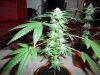 2012 christmas grow 069.jpg