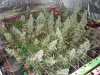 jack herer  75 dayz flower 002.jpg