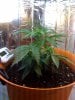 day 26, 3rd day flowering!.jpg