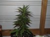 white widow grow 003.jpg