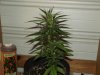 white widow grow 004.jpg