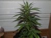 white widow grow 005.jpg