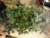 2 plants. Afghan Kush x Yumbolt. & Berry Bomb. flowering 10-19.jpg