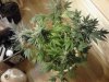 Afghan Kush x Yumbolt flowering. 10-19.jpg