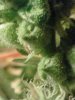 BB seed production 10-19.jpg