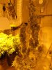 snd grow nice SSH bud 006.jpg