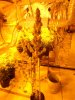 snd grow nice SSH bud 005.jpg