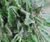 Deadhead OG 10-20-2013 3.JPG